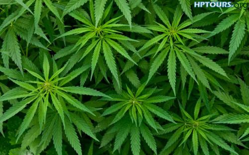 Medical cannabis or Bhang